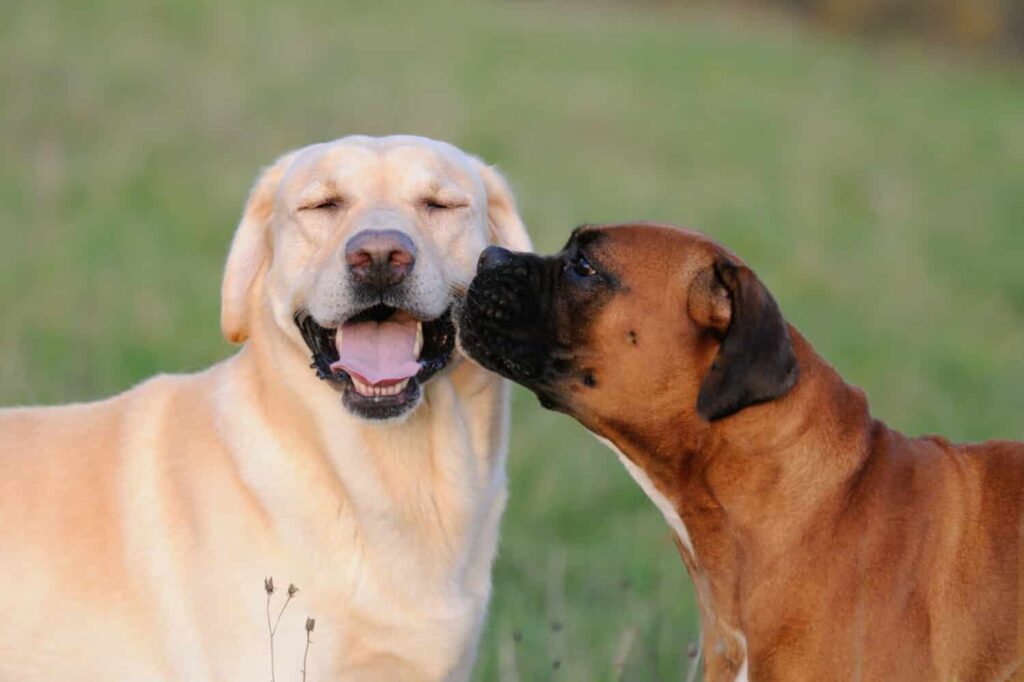 Exploring Labrador Retriever vs. Boxer: Uncovering the Contrasts in 8 Key Areas